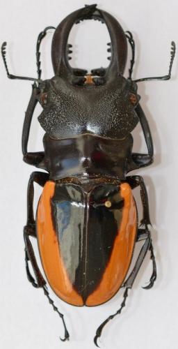 Odontolabis wollastoni